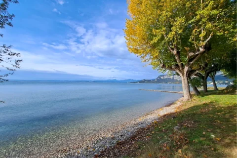 Lago e alberi in una giornata serena.