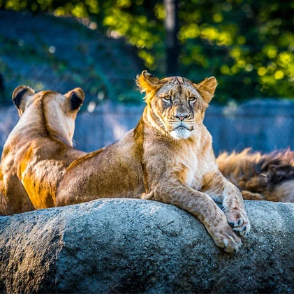 Due leoni su una roccia al sole