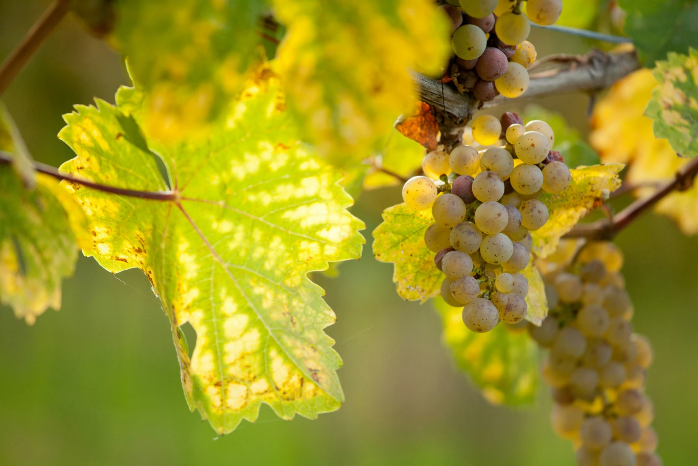 Uva bianca su una vite in autunno