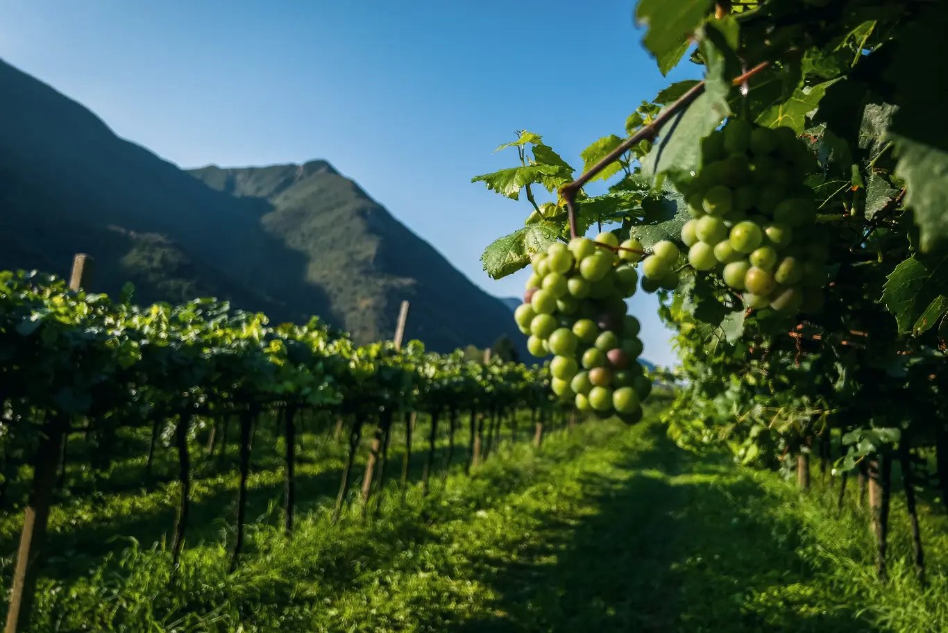 Vigneto con grappoli d'uva e montagne.