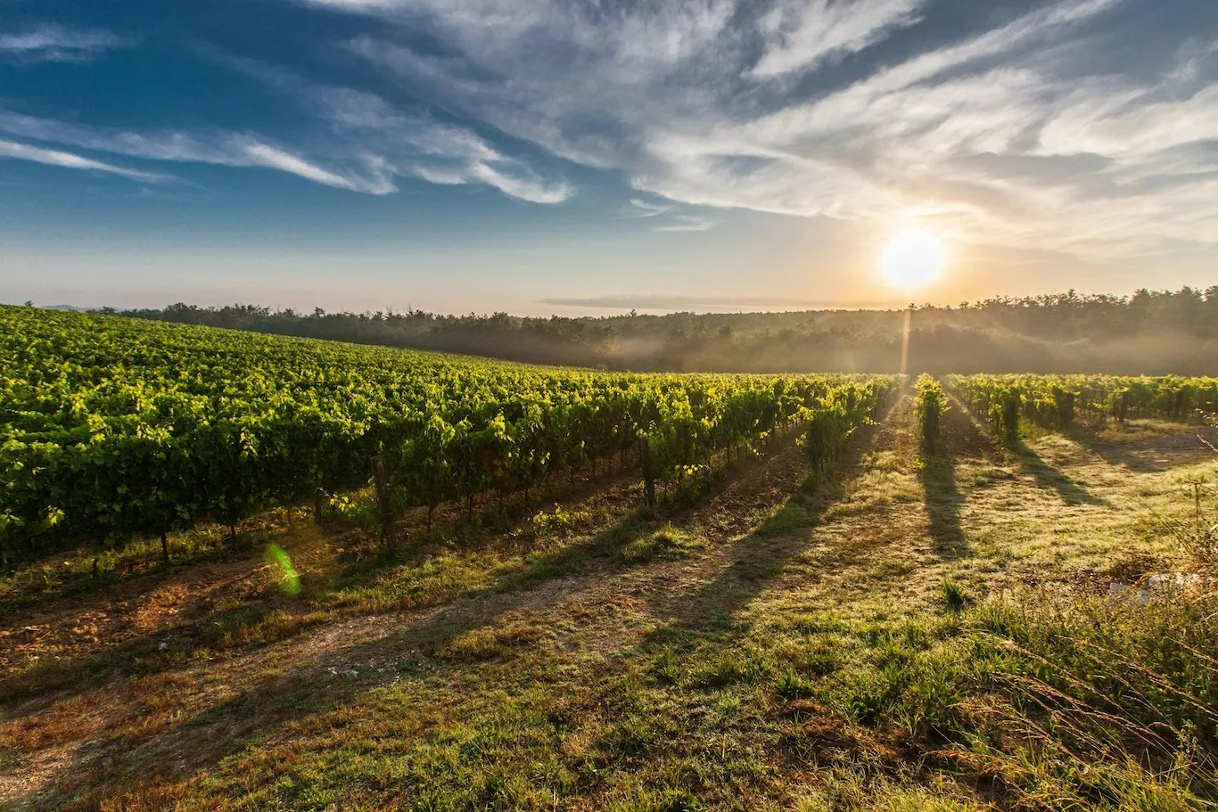 Tramonto su vigneto verde sotto cielo azzurro