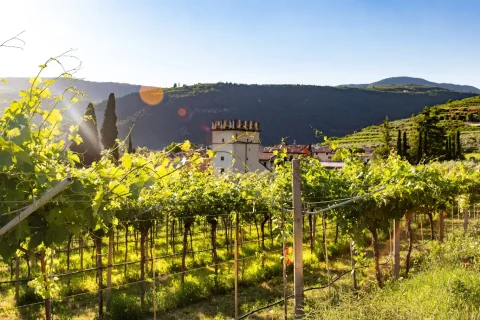 Vigneto con torre sullo sfondo in una valle italiana